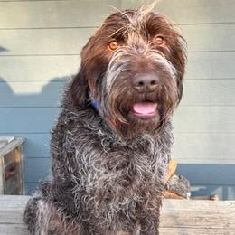 Wirehaired Pointing Griffon All Grown Up from Luther Smith