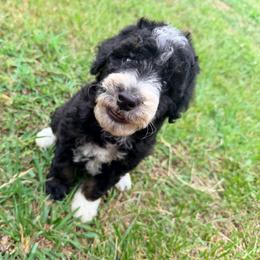 Tenderheart with training - Phantom male Bernedoodle puppy in Boonville, North Carolina from Doods & Dolls