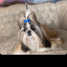 Draper - Shih Tzu