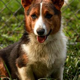 American Corgis, Australian Cattle Dogs, Miniature Australian Shepherds, and Pembroke Welsh Corgis from BarHigh711
