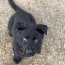 'Merica - Black male German Shepherd puppy in Riverside, California from Von Der Sagobi