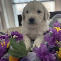 Goldendoodle and Golden Retriever Puppies from Snowy Goldens LLC