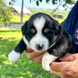 Annie - Black tri female Toy Australian Shepherd puppy in Bristow, Iowa from Pine Ridge Toy and Mini Aussies