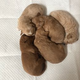 Maltipoos from A&G Maltipoos