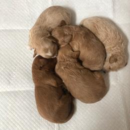 Maltipoos from A&G Maltipoos