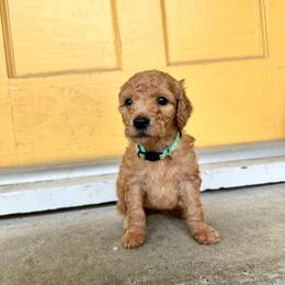 S'mores - Apricot female Goldendoodle puppy in Montgomery, Texas from Dacus Doodles