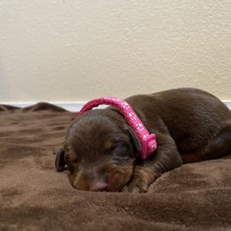 Doberman Pinscher Puppies from Obsidian Kennels