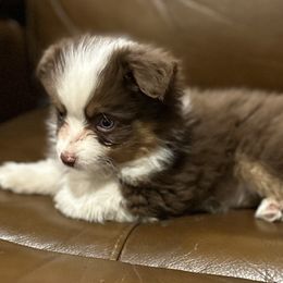 Little Red - Red tri female Toy Australian Shepherd puppy in Lame Deer, Montana from Bar M Toy Aussies