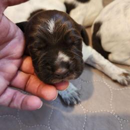 Girl 3 - Brown and gray female Wirehaired Pointing Griffon puppy in Emmett, Idaho from Idaho Wirehaired Pointing Griffons