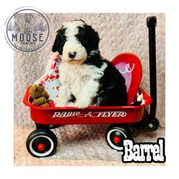 Barrel - Tri-color male Bernedoodle puppy in Belleville, Michigan from Moose Tracks Bernedoodles
