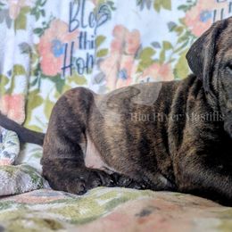 Molosser (Bully x) Puppies from Riot River Mastiffs