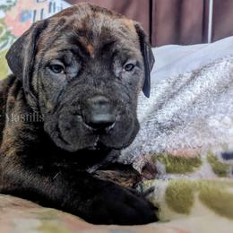 Molosser (Bully x) Puppies from Riot River Mastiffs
