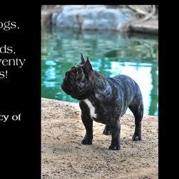 Spencer - French Bulldog