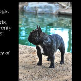 Spencer - French Bulldog