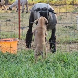 Yannik - Fawn male Great Dane puppy in Jerusalem, Arkansas from Mara Danes