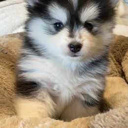 Pomsky Puppies from West Coast Pomskies