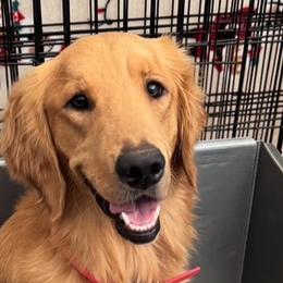 Bumble - Golden Retriever