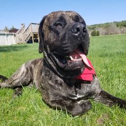 Mastiff All Grown Up from Eagle Mastiffs