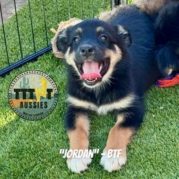 Jordan - Black tri-color female Australian Shepherd puppy in Tucson, Arizona from TTTNT Aussies