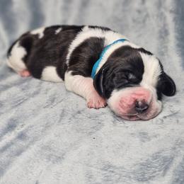 Cupid 'blue collar' - Black and white male Basset Hound puppy in Valley, Washington from Peaceful Valley Paws