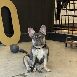 Journi - French Bulldog