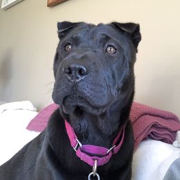 Romina - Chinese Shar-Pei