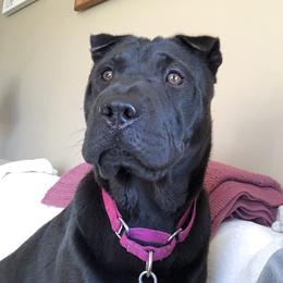 Romina - Chinese Shar-Pei