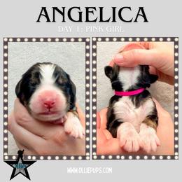 Angelica (Pink collar) - Tri-color female Bernedoodle puppy in Boiling Springs, South Carolina from OlliePups, LLC