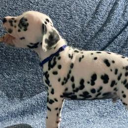 Blue Teal - White and black male Dalmatian puppy in Hagerstown, Maryland from Stagecoach Dalmatians
