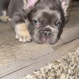 French Bulldog Puppies from Fishie's Frenchies