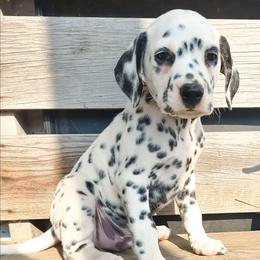 Squirtle (Blue Collar) LUA - White and black male Dalmatian puppy in Raymondville, Missouri from Wagner's Dalmatian's