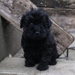 Kyla - Black female Whoodle puppy in West Bend, Iowa from Blue Skies Terriers