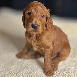 Chestnut - Red  male Goldendoodle puppy in Summerville, South Carolina from Pawmazing Doodles