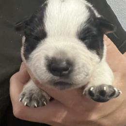 -Boy 3 - Blue male Australian Cattle Dog puppy in Kaufman, Texas from Emberwick Ranch