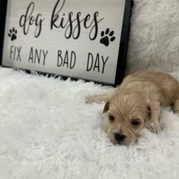 Makai - Apricot male Maltipoo puppy in Apple Valley, California from Boujeepups