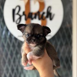 Sweet Pea - Black sabled fawn female Chihuahua puppy in Harrison, Michigan from Cloud9 Chihuahuas