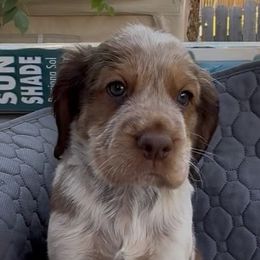 Peanut - Liver white and tan male English Springer Spaniel puppy in Billings, Montana from M&M Fuzzy Bottom Friends
