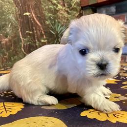 Shih Tzu Puppies from Amanda's Shih Tzu