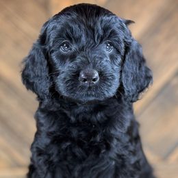 Aussiedoodle, Miniature Australian Shepherd, and Poodle Puppies from Classic K9’s  Aussies & Doodles