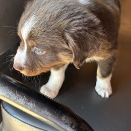 Miniature Australian Shepherd Puppies from Mini Aussies In Texas