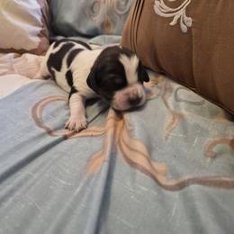 Boy 2 - Liver white and tan male English Springer Spaniel puppy in Socorro, New Mexico from Huntin' Buddies