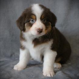 Foxy - Red tri female Miniature Australian Shepherd puppy in Menomonee Falls, Wisconsin from Hunt N Oaks