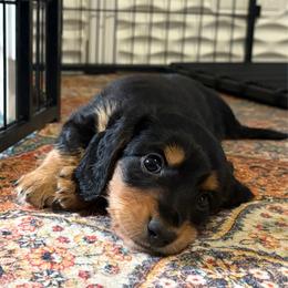 Spanky - Black and tan male Dachshund puppy in Bogata, Texas from Maple Creek Run