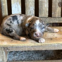 BMF - Blue merle female Australian Shepherd puppy in Lexington, Nebraska from Osborne's Aussies