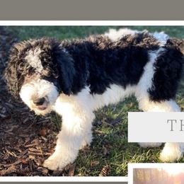 Theo - Black and white Aussiedoodle puppy in Appleton, Wisconsin from Summers Haven Doodles