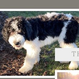 Theo - Black and white Aussiedoodle puppy in Appleton, Wisconsin from Summers Haven Doodles