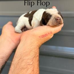 Flip Flop - Liver white and roan female English Springer Spaniel puppy in Uvalda, Georgia from Willow Creek Farms