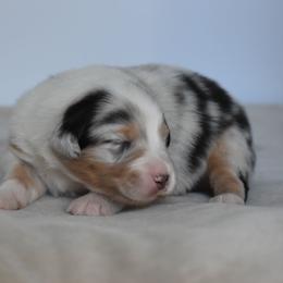 Elio - Blue merle male Australian Shepherd puppy in Jameson, Missouri from Sky Creek