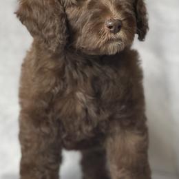 Labradoodle Puppies from I Love U Back Labradoodles, LLC