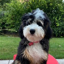 Bernedoodles from Puptown Bernedoodles